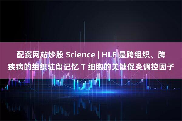配资网站炒股 Science | HLF 是跨组织、跨疾病的组织驻留记忆 T 细胞的关键促炎调控因子